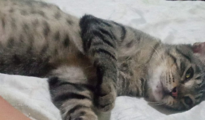 Ajuda em custos para tratamento renal para o gato Cinzinha