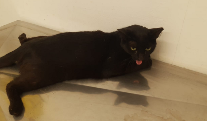 Nos ajudem a custear as despesas pendente de Zanga.