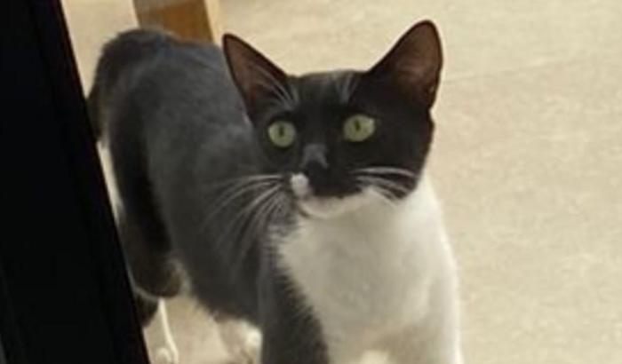 Gatinha Cond. Alphaville