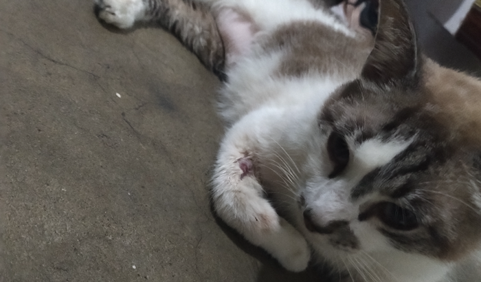 Internação Alfredo