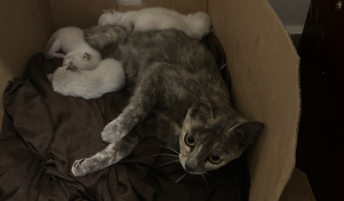 Uma gata resgatada com filhotinhos