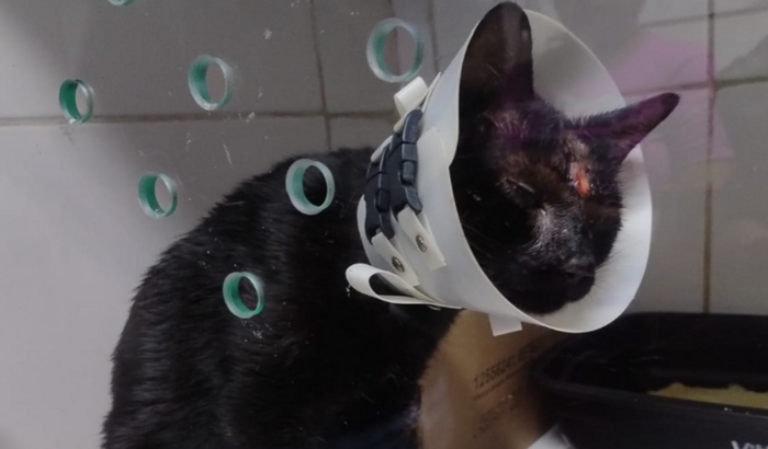 Ajude no tratamento do gato Yoda!