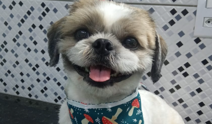 Ajude o Thor 🐶🐾