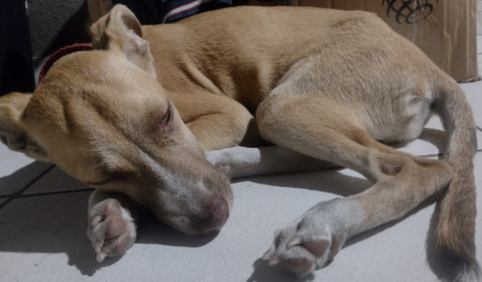 Ajude Maya a vencer a cinomose