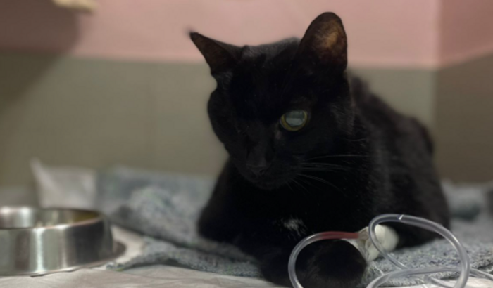 Ajude a Bastet, nossa gatinha de 15 anos !