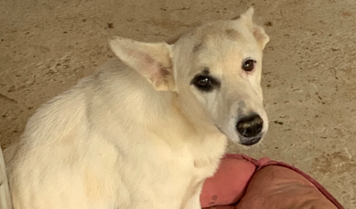 Ajuda para nosso pirata 