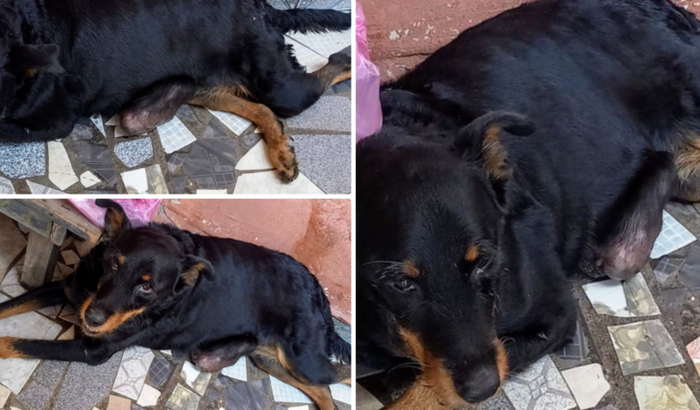 Ajude a cirurgia da Leninha 🐾 (Madalena)