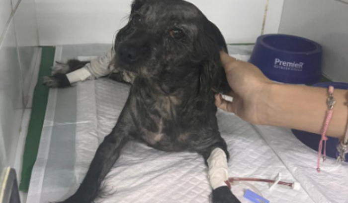 Ajude Belinha a se recuperar