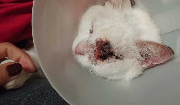 URGENTE! NOS AJUDE no Tratamento da Madalena 🥺🙏