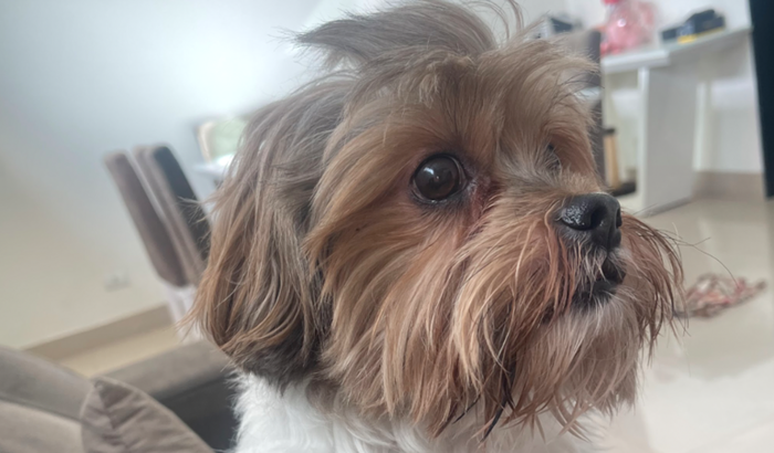 Cirurgia Cachorrinho