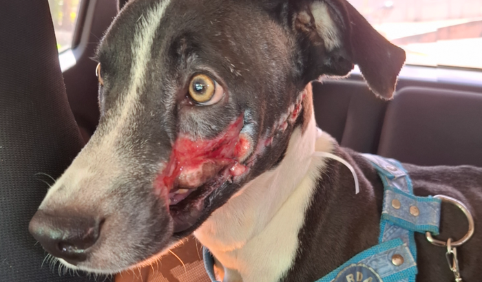 Ajude a pagar o tratamento do Neném