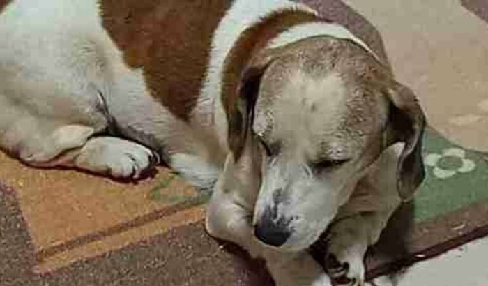 Ajude Meg a fazer cirurgia 