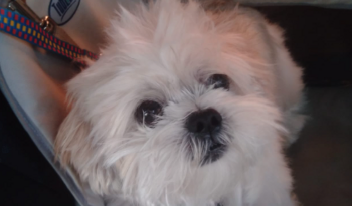 Ajude o Belinho com seu tratamento(quimio)