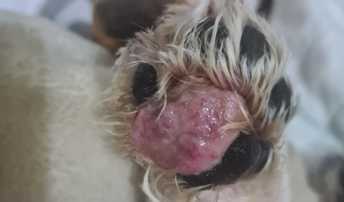 Ajude com a cirurgia do Paçoca