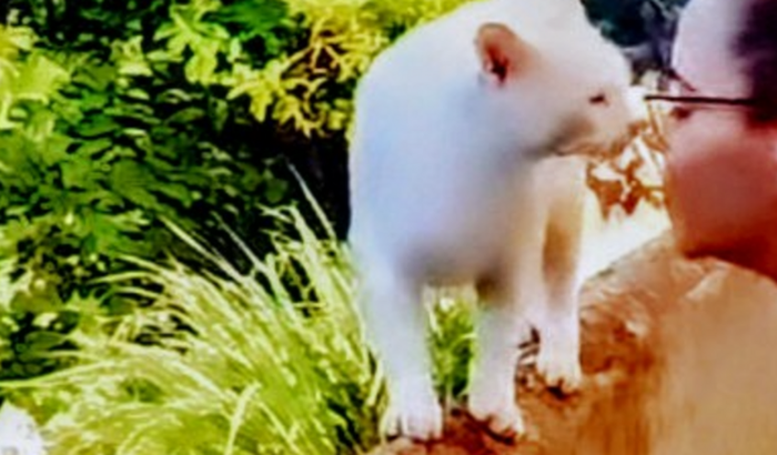 Dê a chance de o Miguel ter um abrigo