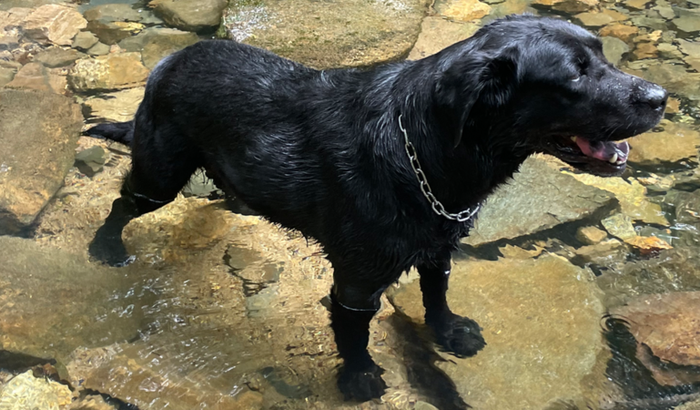 AJUDE A SALVAR MINHA LABRADORA 