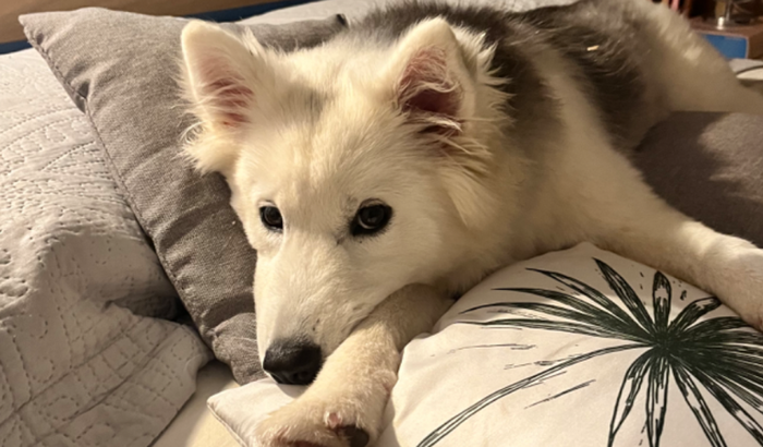 Obra da Barbearia do Henrique