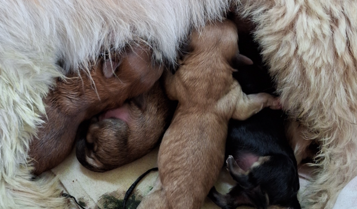 AJUDE A TIRAR O FILHOTE DA BARRIGA DELA