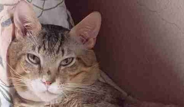 Tratamento do nosso gatinho