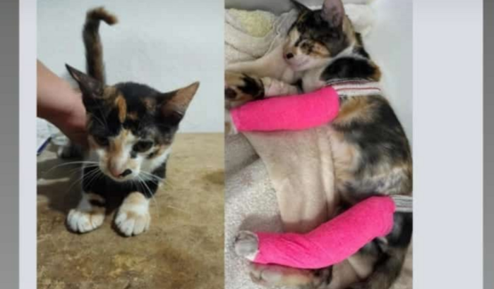 Cirurgia da Nami uma gatinha