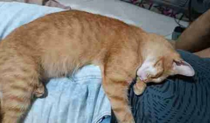 Ajuda ao Tom meu gatinho cego 