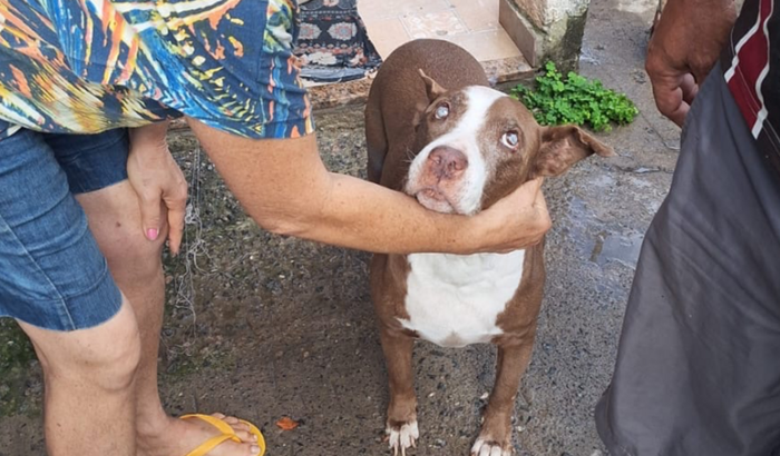 Ajuda para tratamento/cirurgia de tumor de animal de estimação