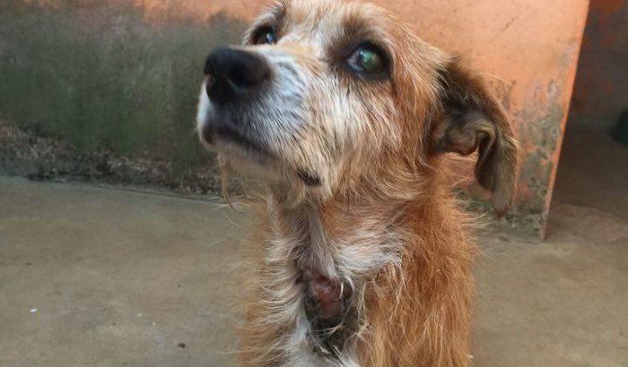 Ajudando o Cãozinho