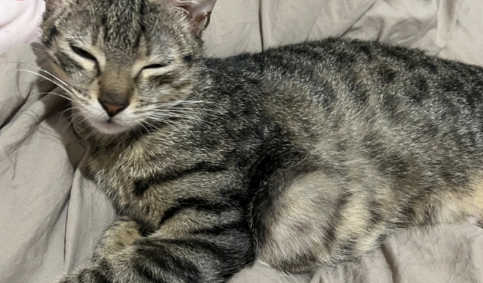 Cirurgia da minha gatinha