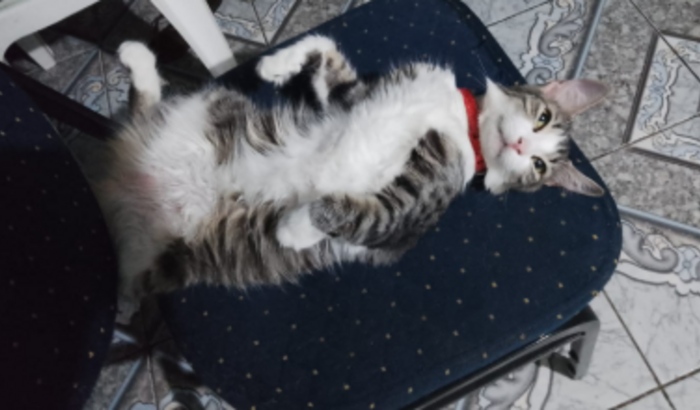 pagamento da cirugia de emergencia para minha gata Lady