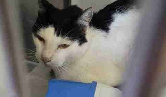 Ajude com a internação do Kaka