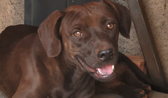 Castração da chocolate 