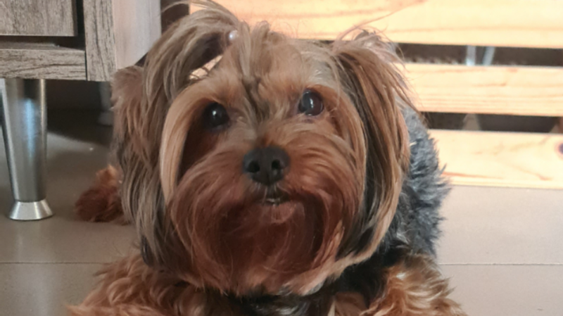 Ajude a Cacau a viver e lutar contra o câncer 