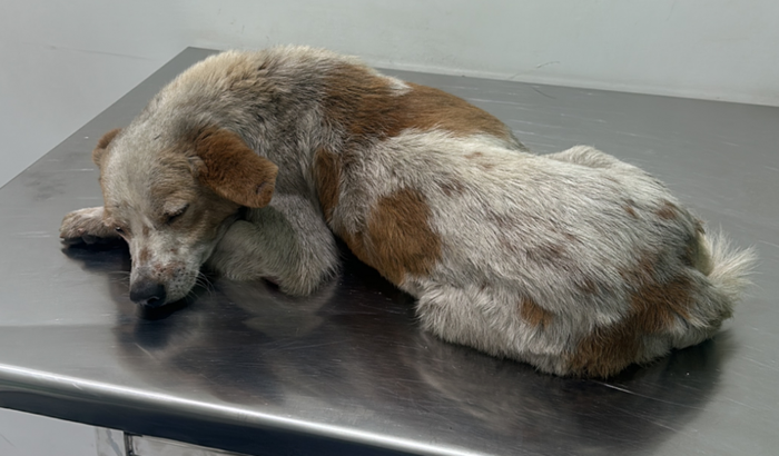 Vaquinha pra cirurgia do “Branco” vitima de atropelamento