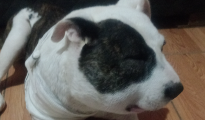 AJUDEM NO TRATAMENTO DA RAVENA QUE TEM CÂNCER.