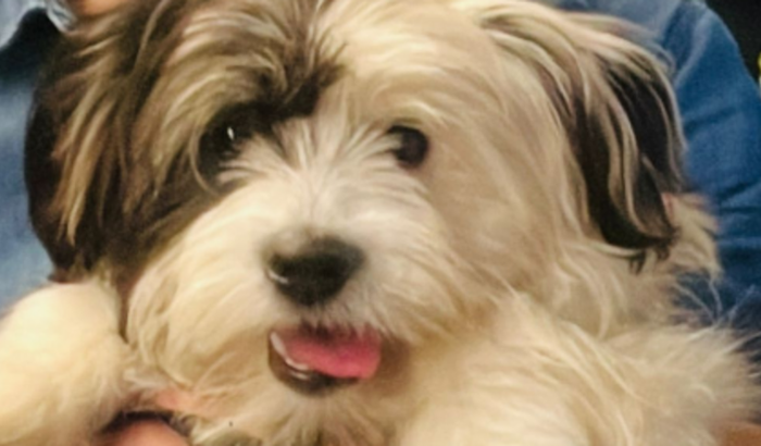 AJUDE NO TRATAMENTO: AURORA