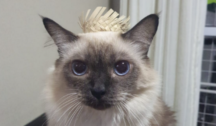 Ajude minha gatinha Yoruichi