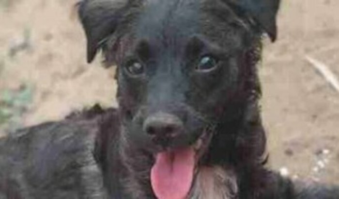 Ajude a zoe que está com a sequelas da cinomose