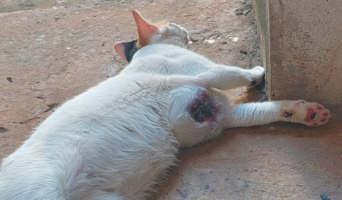 Cirurgia para a Flora 🐈