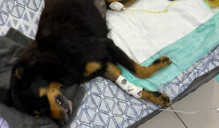 "Ajude o Pregão a voltar a andar sem dor!"