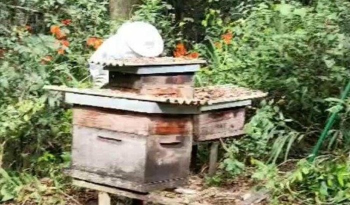 Recuperar Apiário da Escola Agrícola de São Leopoldo!