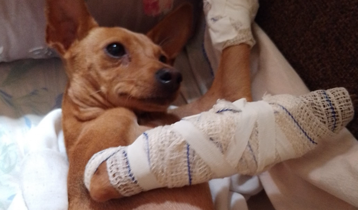 Pingo precisa de ajuda