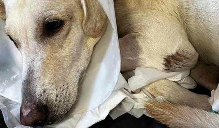 Ajude o Marley a vencer essa batalha