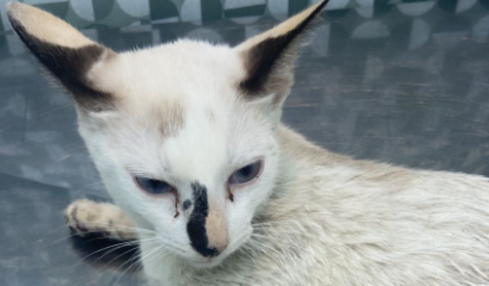 Ajuda para fazer a cirugia de ilíaco da Prik