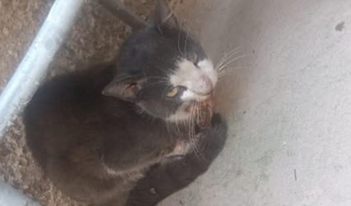 Gatinho vítima de mais tratos