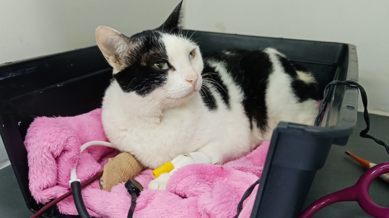 Ajuda no tratamento da Maluzinha