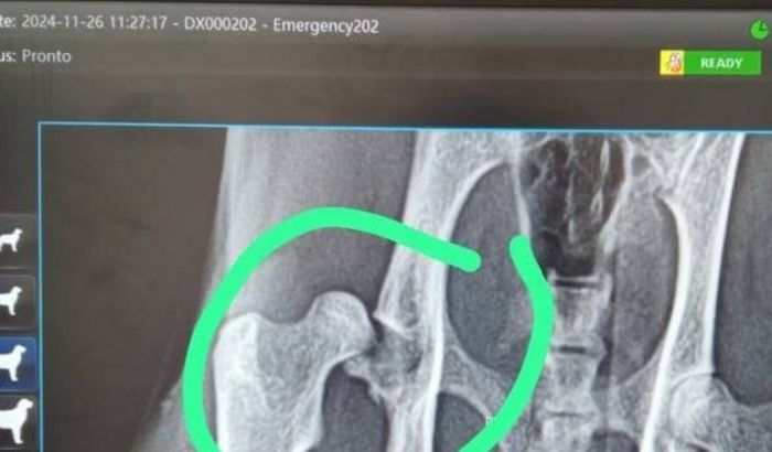 A jujuba precisa de ajuda!!!!