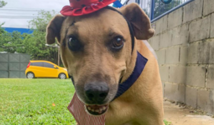 O Bob precisa de sua ajuda!