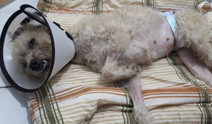 Lily a cachorrinha guerreira