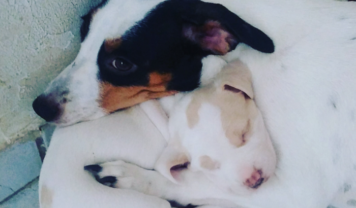 Protetora Independente