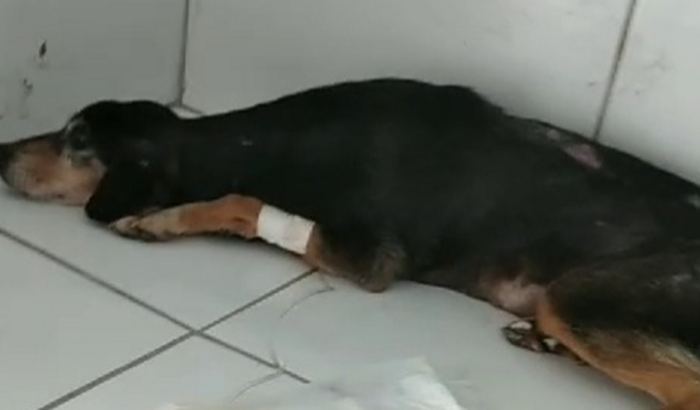 Custos de veterinária da XERETINHA